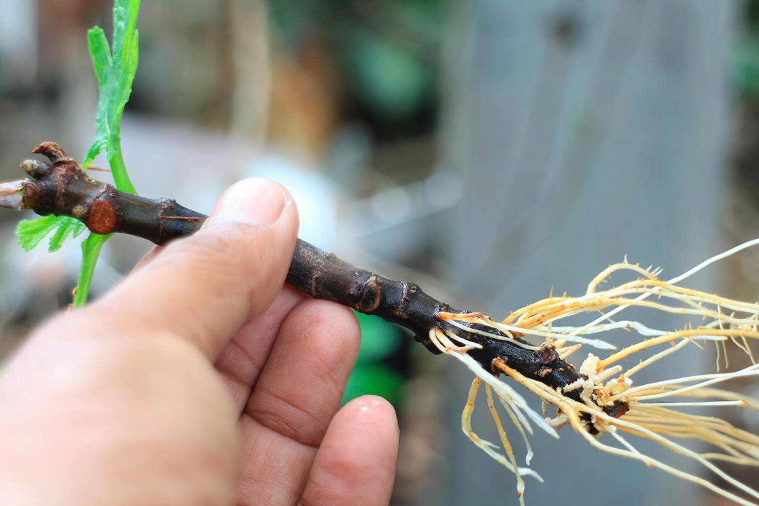 Stikling af figentræ Stikling figentræ